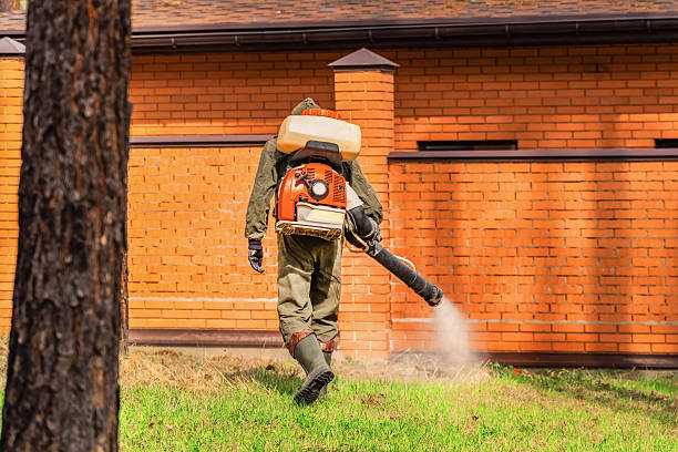 Trusted Ant Control service in Hillsboro, TX - Nex Pest Control